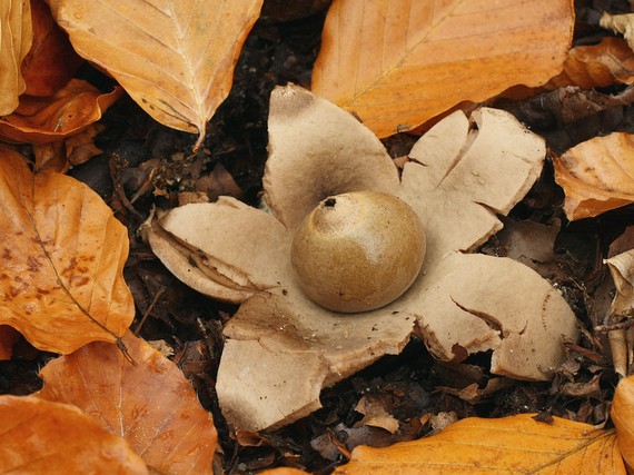 hviezdovka trojitá Geastrum triplex Jungh.