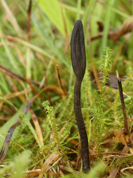 jazýček šupinkatý Geoglossum fallax E.J. Durand