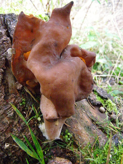 ušiak mitrovitý/Ucháč čepcovitý Gyromitra infula (Schaeff.)Quél.