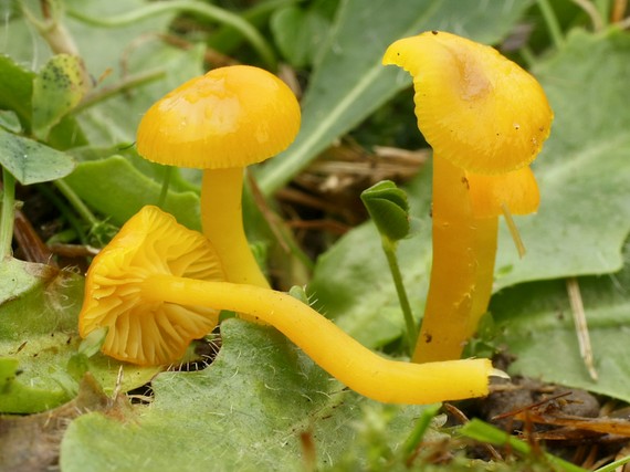 lúčnica vosková Hygrocybe ceracea (Wulfen) P. Kumm.