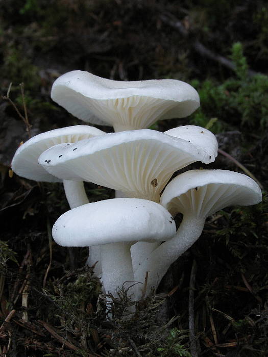 šťavnačka Hygrophorus sp.