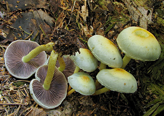 strapcovka zväzkovitá Hypholoma fasciculare (Huds.) P. Kumm.