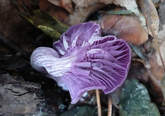 lakovka ametystová Laccaria amethystina (Huds.) Cooke