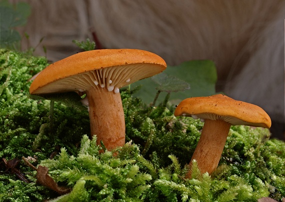 rýdzik Lactarius sp.