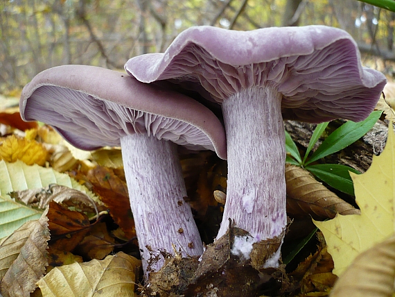 pôvabnica fialová Lepista nuda (Bull.) Cooke