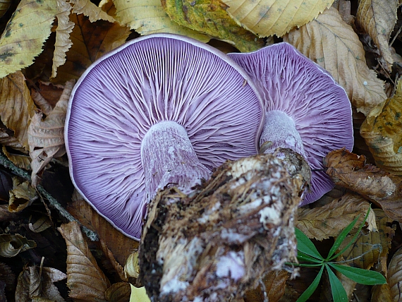 pôvabnica fialová Lepista nuda (Bull.) Cooke