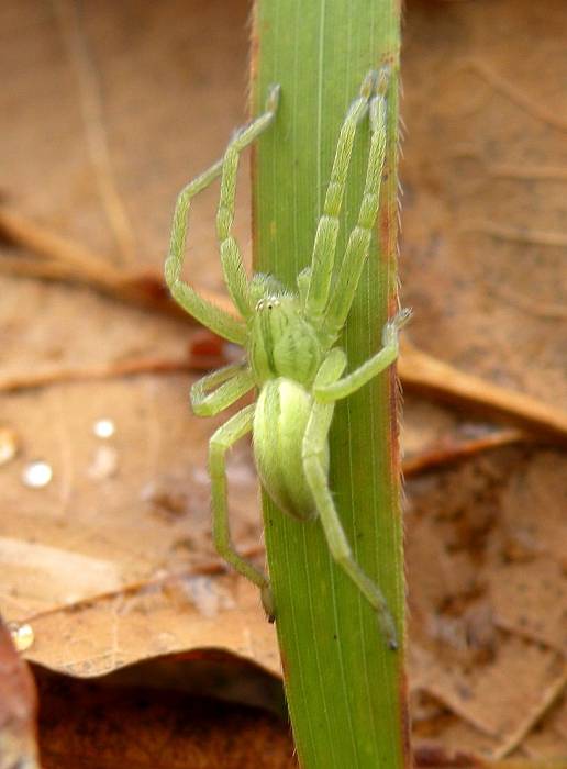 osemočko smaragdové  Micrommata virescens