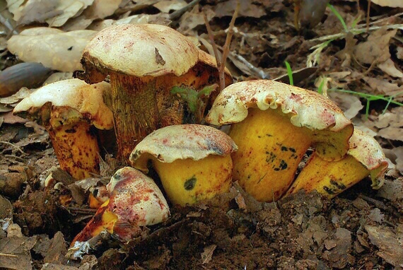 suchohríb Pulchroboletus roseoalbidus (Alessio & Littini) Gelardi, Vizzini & Simonini