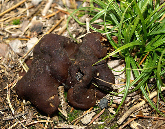 rizinka zvlnená Rhizina undulata Fr.