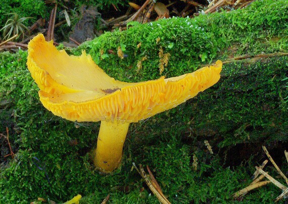 čírovec ozdobný Tricholomopsis decora (Fr.) Singer