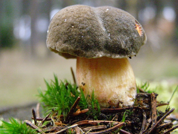 suchohřib sametový Xerocomus pruinatus/Boletus fragilipes