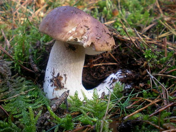 hríb smrekový Boletus edulis Bull.