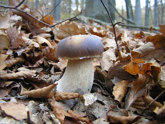 hríb smrekový Boletus edulis Bull.