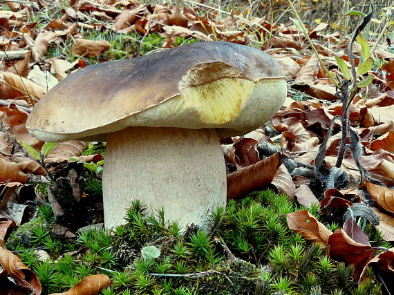 hríb smrekový Boletus edulis Bull.