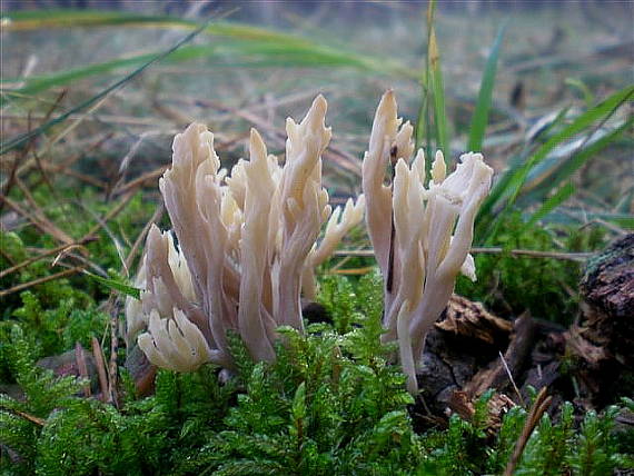 konárovka vráskavá Clavulina rugosa (Bull.) J. Schröt.