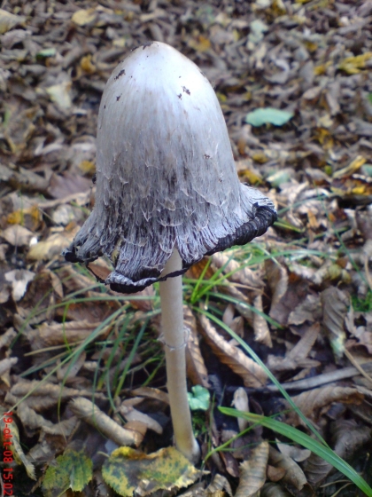 hnojník atramentový Coprinopsis atramentaria (Bull.) Redhead, Vilgalys & Moncalvo