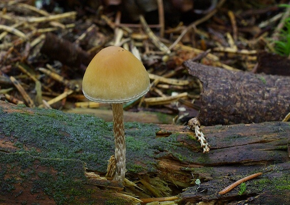 kapucňovka Galerina sp.