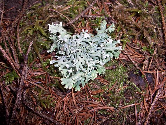 diskovka bublinatá Hypogymnia physodes