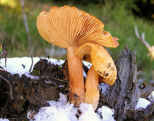 rýdzik oranžový - ryzec oranžový? Lactarius mitissimus ?