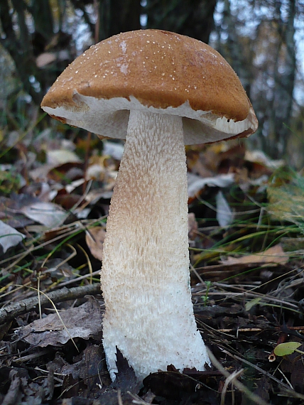 kozák osikový Leccinum albostipitatum den Bakker & Noordel.