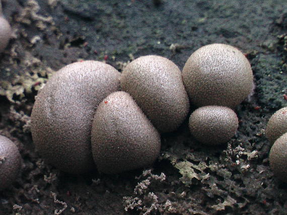 vlčinka Lycogala sp.