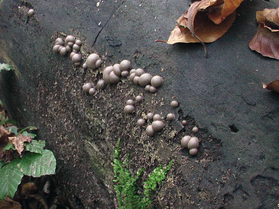 vlčinka Lycogala sp.