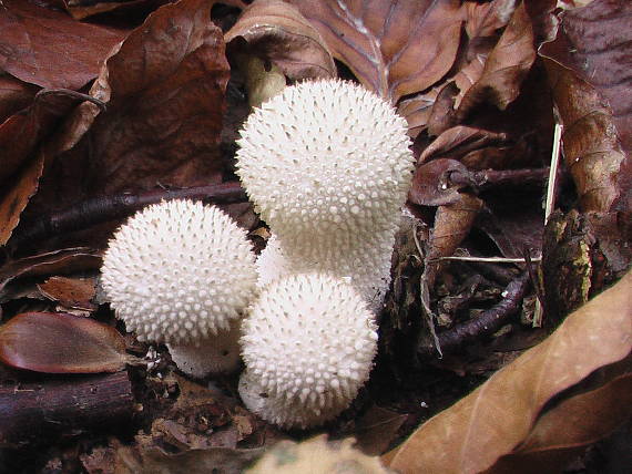 prášnica bradavičnatá Lycoperdon perlatum Pers.