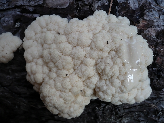 slizovka Myxomycetes