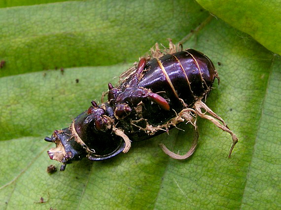 žezlovka bystrušková Ophiocordyceps entomorrhiza (Dicks.) G. H. Sung, J. M. Sung, Hywel-Jones, Spatafora
