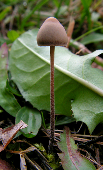 zvonovec Rickenov Panaeolus acuminatus (Schaeff.) Quél.