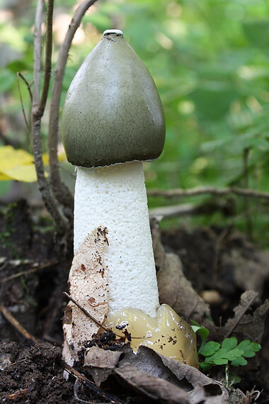 hadovka smradľavá Phallus impudicus L.