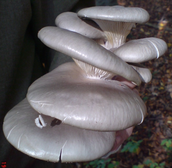 hliva ustricovitá Pleurotus ostreatus (Jacq.) P. Kumm.