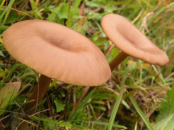 strmulica čiaškovitá Pseudoclitocybe cyathiformis (Bull.) Singer