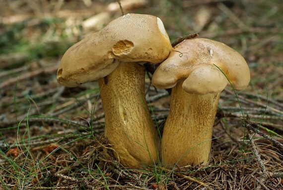 podhríb žlčový Tylopilus felleus (Bull.) P. Karst.