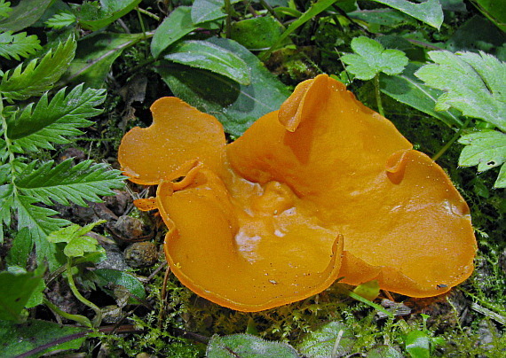 tanierovka oranžová Aleuria aurantia (Pers.) Fuckel