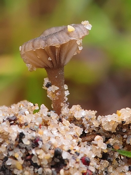 kalichovka Arrhenia cf. rustica (Fr.) Redhead, Lutzoni, Moncalvo & Vilgalys