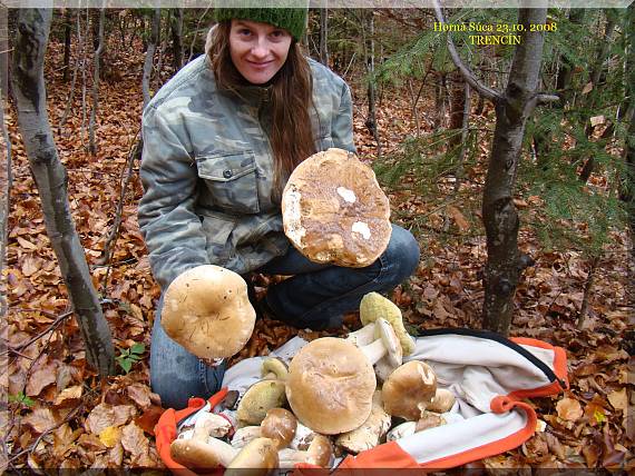 hríb smrekový Boletus edulis Bull.