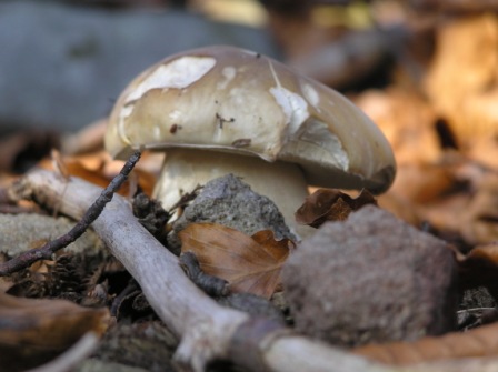 hríb smrekový Boletus edulis Bull.