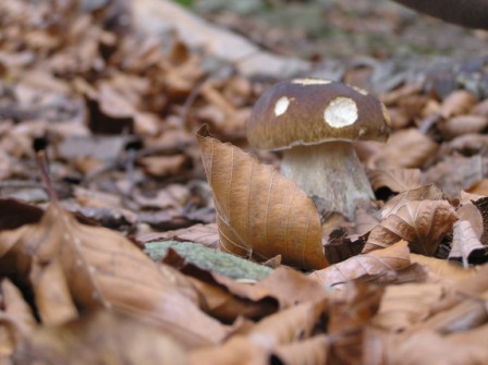 hríb smrekový Boletus edulis Bull.