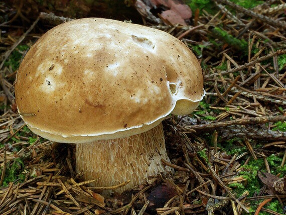 hríb smrekový Boletus edulis Bull.