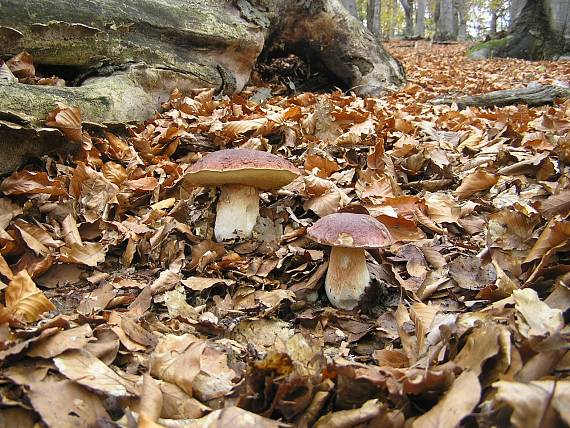 hríb sosnový Boletus pinophilus Pil. et Dermek in Pil.