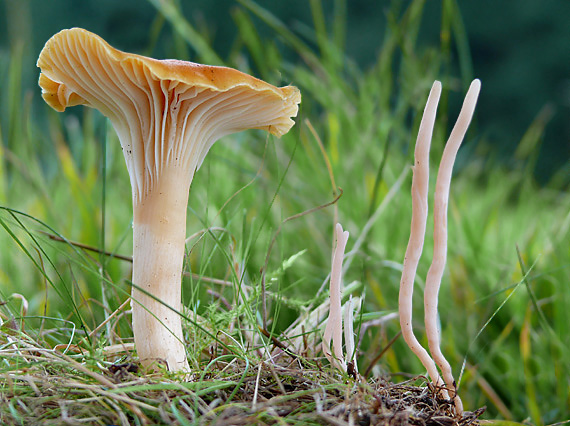 lúčnica statná Cuphophyllus pratensis (Fr.) Bon