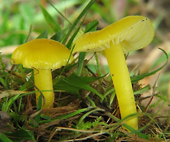 lúčnica citrónovožltá Hygrocybe chlorophana (Fr.) Wünsche