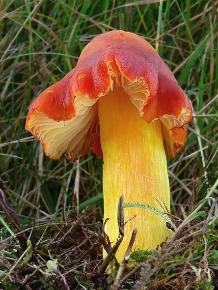 lúčnica granátovočervená Hygrocybe punicea (Fr.) P. Kumm.