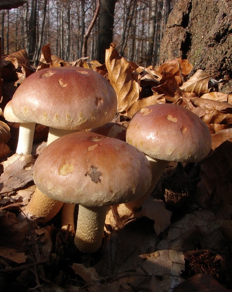 strapcovka tehlovočervená Hypholoma lateritium (Schaeff.) P. Kumm.