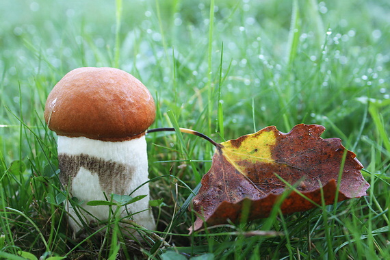 kozák osikový Leccinum albostipitatum den Bakker & Noordel.