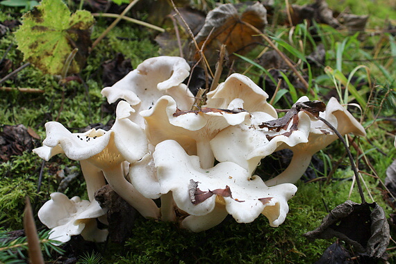 strmulec biely Lyophyllum connatum (Schumach.) Singer