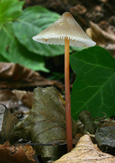 prilbička šafranová Mycena crocata (Schrad.) P. Kumm.