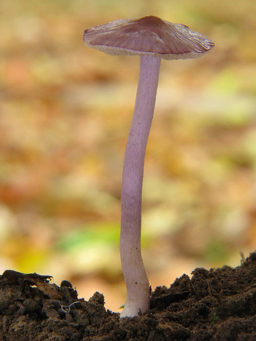 prilbička reďkovková Mycena pura (Pers.) P. Kumm.