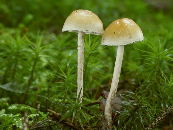 drobuľka Psathyrella sp.